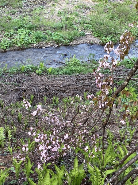 長野市・鬼無里水芭蕉